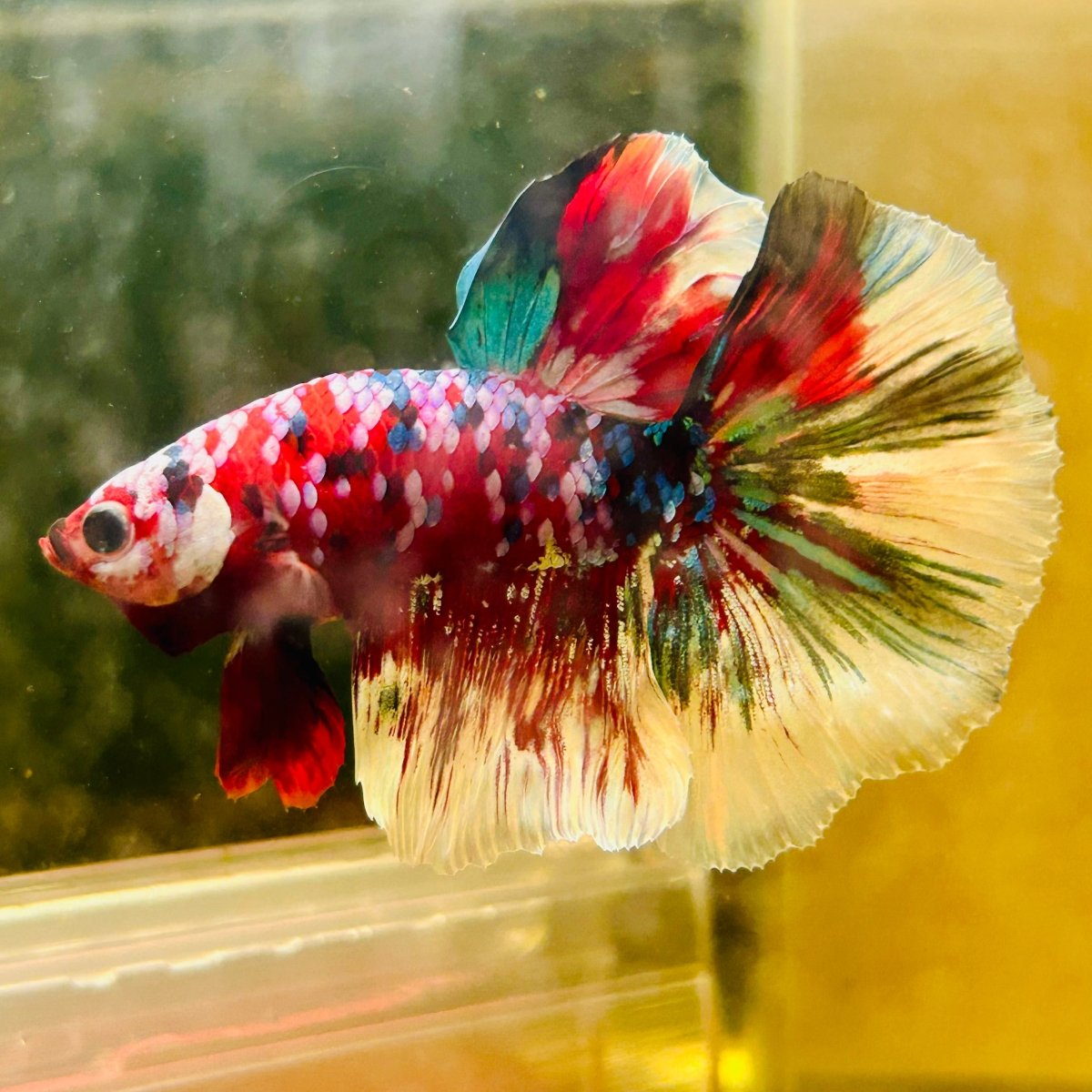Halfmoon Red Koi Galaxy - Male Betta A222 Live Betta Fish Male betta
