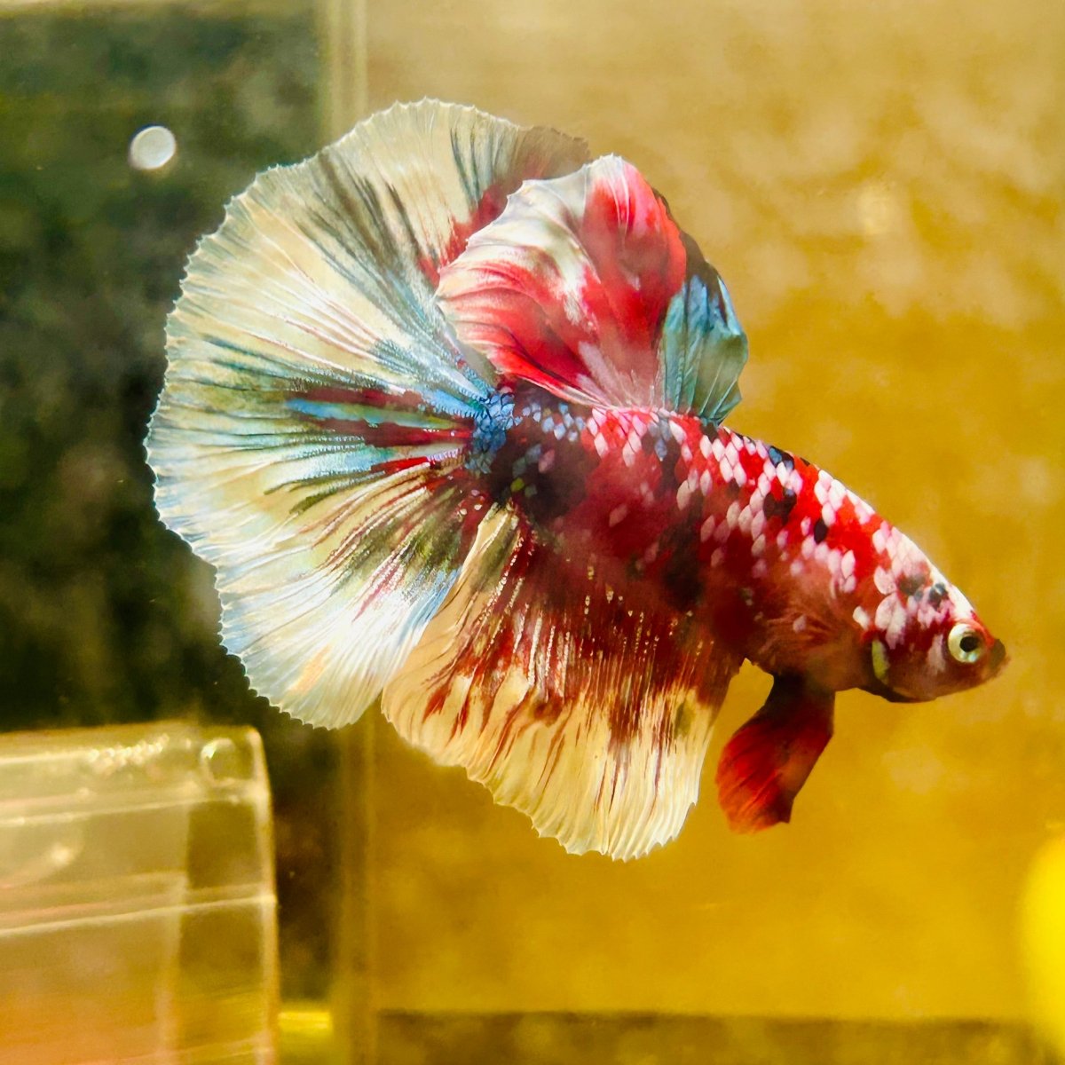Halfmoon Red Koi Galaxy - Male Betta A222 Live Betta Fish Male betta