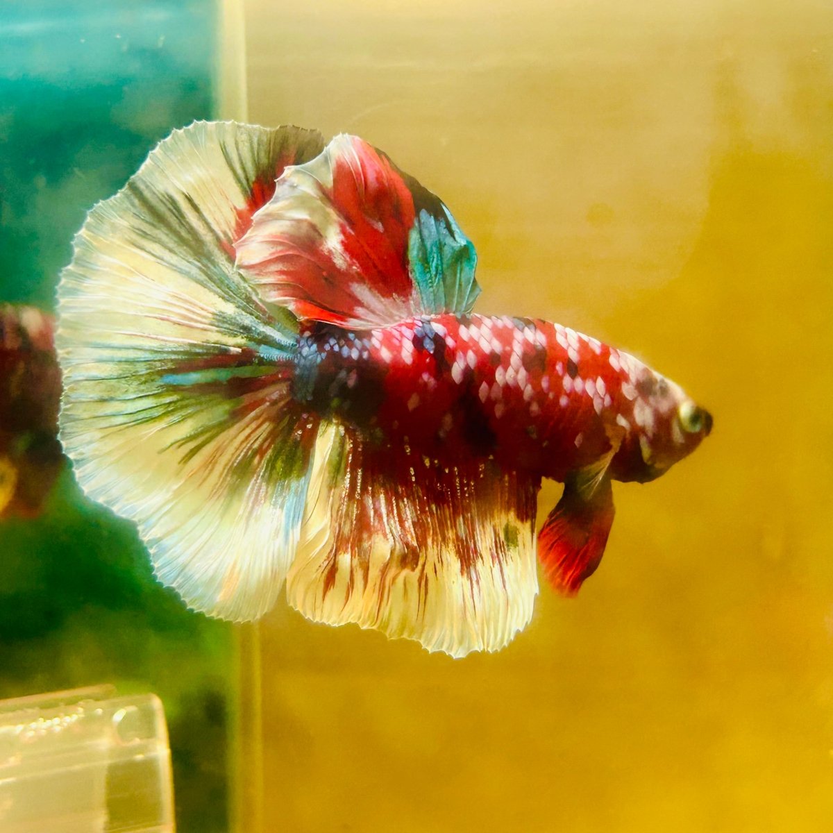 Halfmoon Red Koi Galaxy - Male Betta A222 Live Betta Fish Male betta