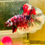 Halfmoon Red Koi Galaxy - Male Betta A222 Live Betta Fish Male betta