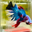 Halfmoon Red Koi Galaxy - Male Betta A225 Live Betta Fish Male betta