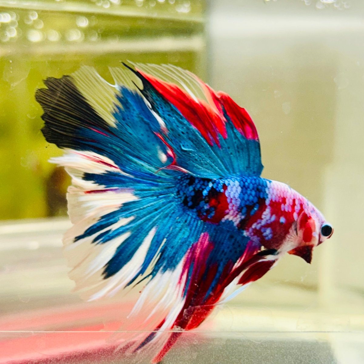 Halfmoon Red Koi Galaxy - Male Betta A225 Live Betta Fish Male betta