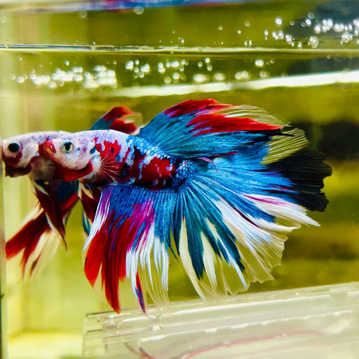 Halfmoon Red Koi Galaxy - Male Betta A225 Live Betta Fish Male betta