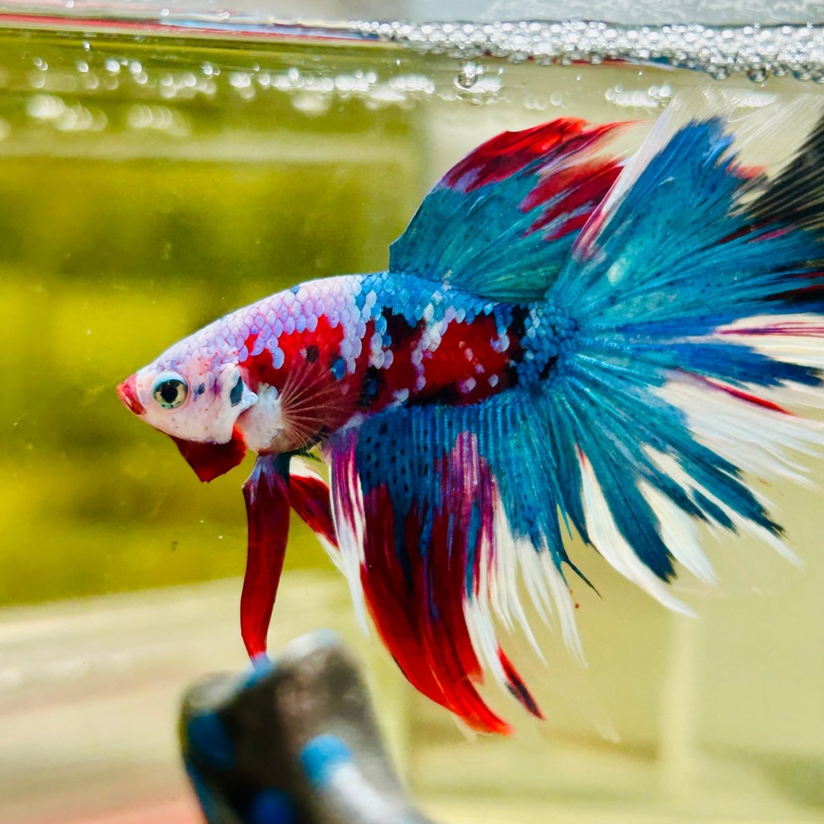 Halfmoon Red Koi Galaxy - Male Betta A225 Live Betta Fish Male betta