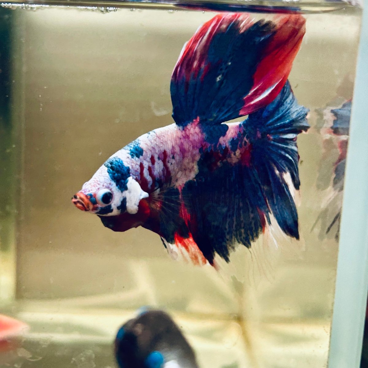 Halfmoon Red Koi Galaxy - Male Betta A230 Live Betta Fish Male betta