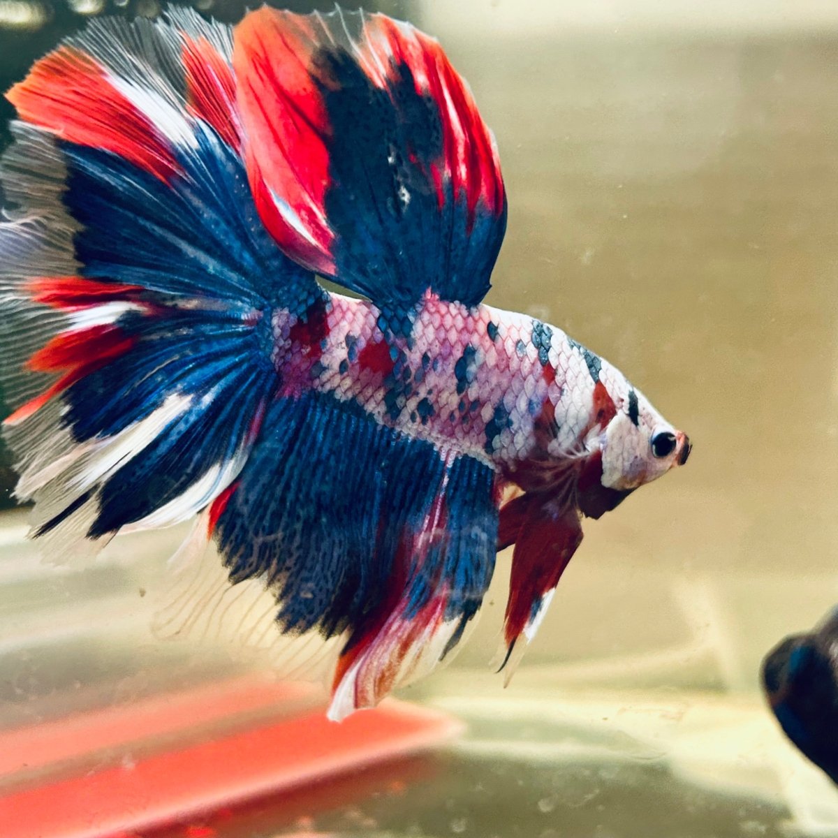 Halfmoon Red Koi Galaxy - Male Betta A230 Live Betta Fish Male betta