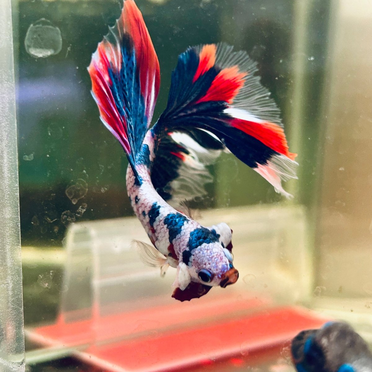 Halfmoon Red Koi Galaxy - Male Betta A230 Live Betta Fish Male betta
