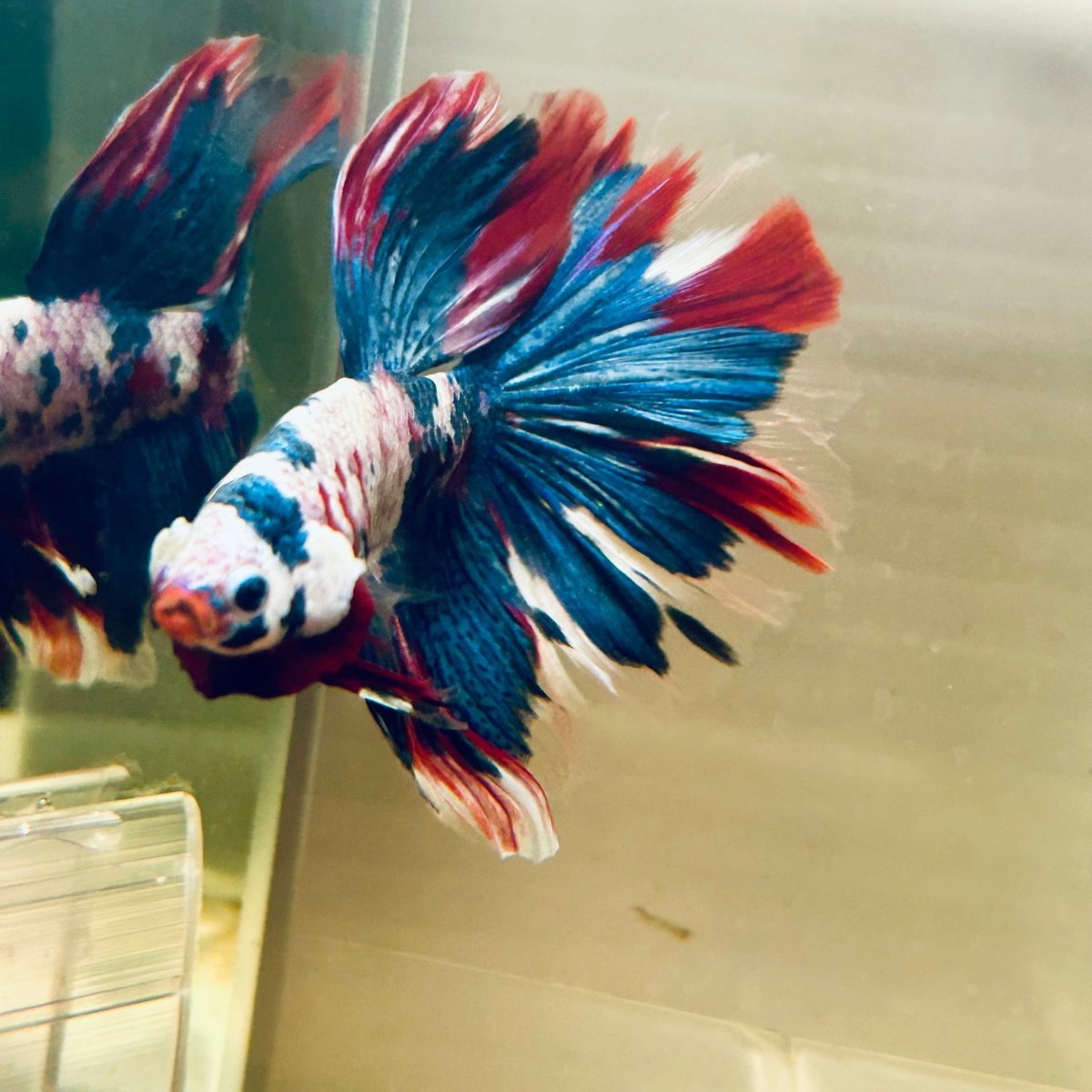 Halfmoon Red Koi Galaxy - Male Betta A230 Live Betta Fish Male betta