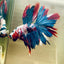 Halfmoon Red Koi Galaxy - Male Betta A230 Live Betta Fish Male betta