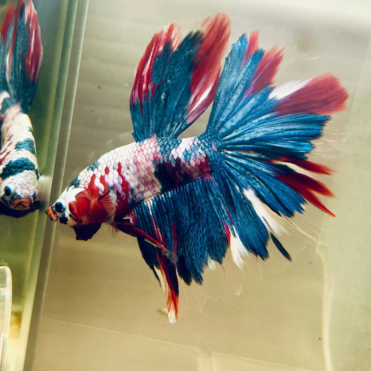 Halfmoon Red Koi Galaxy - Male Betta A230 Live Betta Fish Male betta