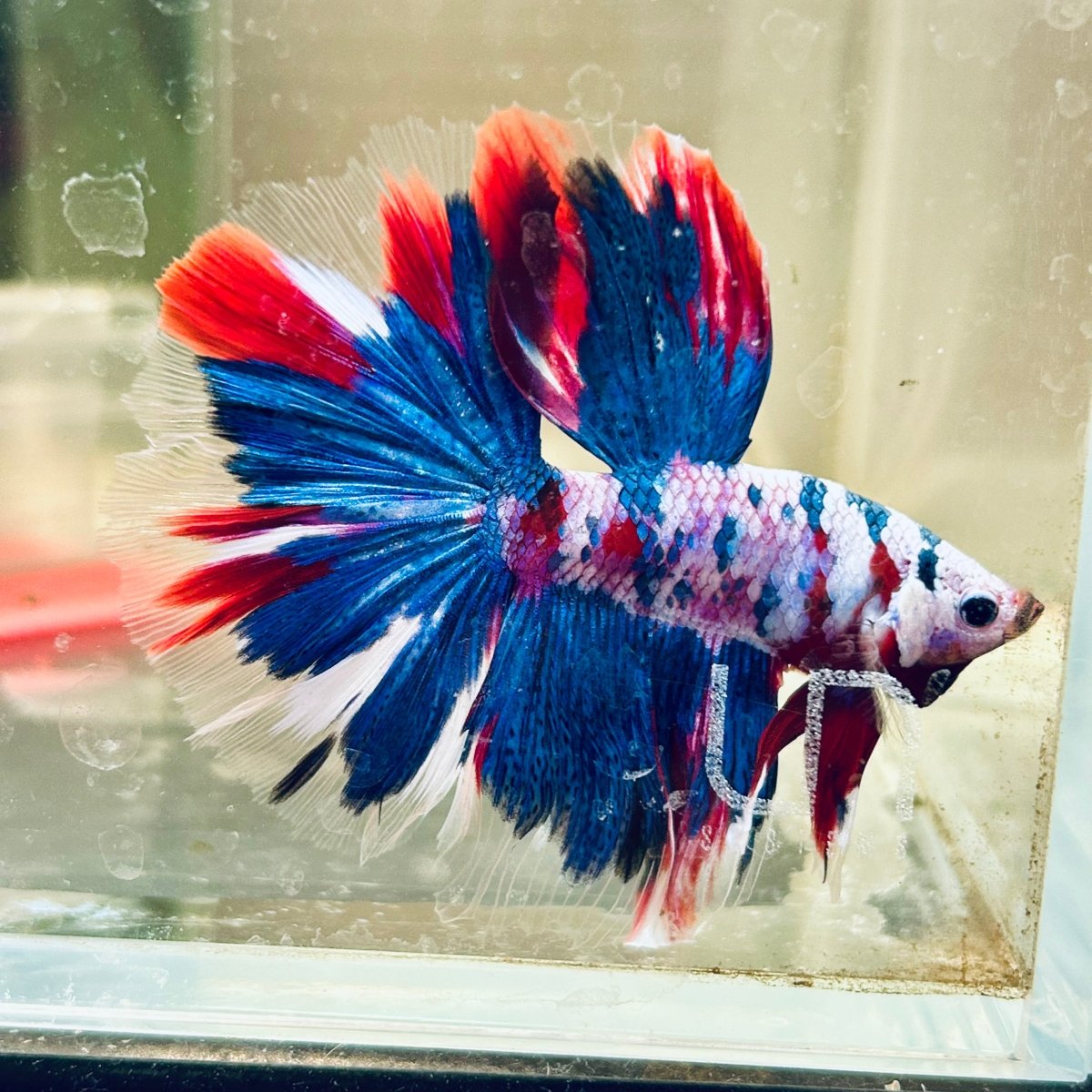 Halfmoon Red Koi Galaxy - Male Betta A230 Live Betta Fish Male betta