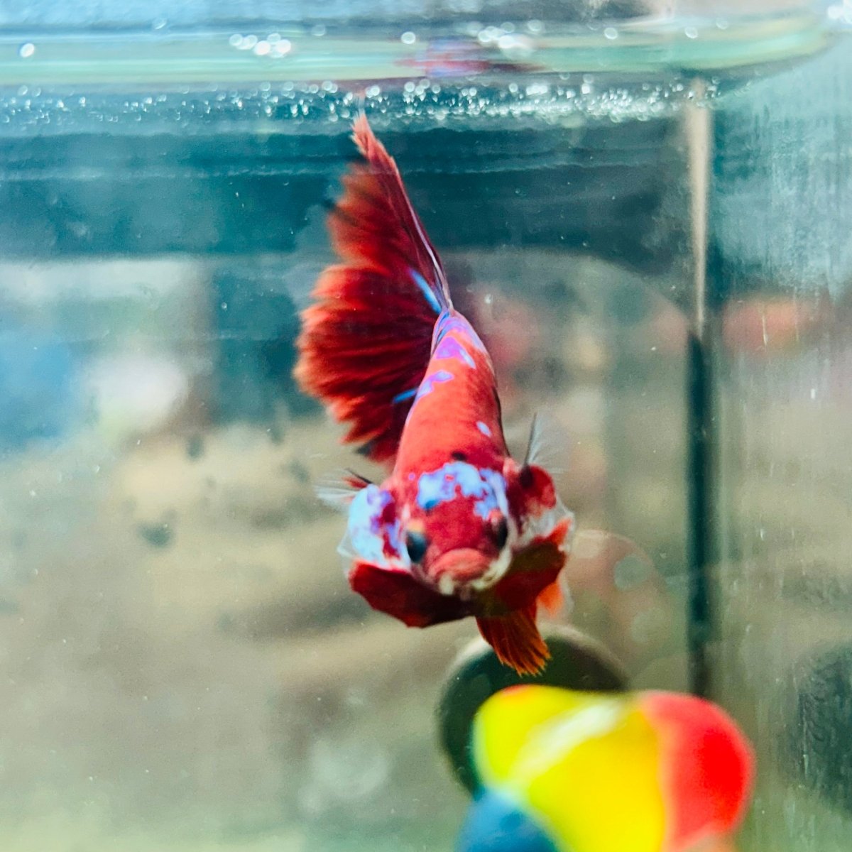 Halfmoon Red Koi Galaxy - Male Betta #Au100