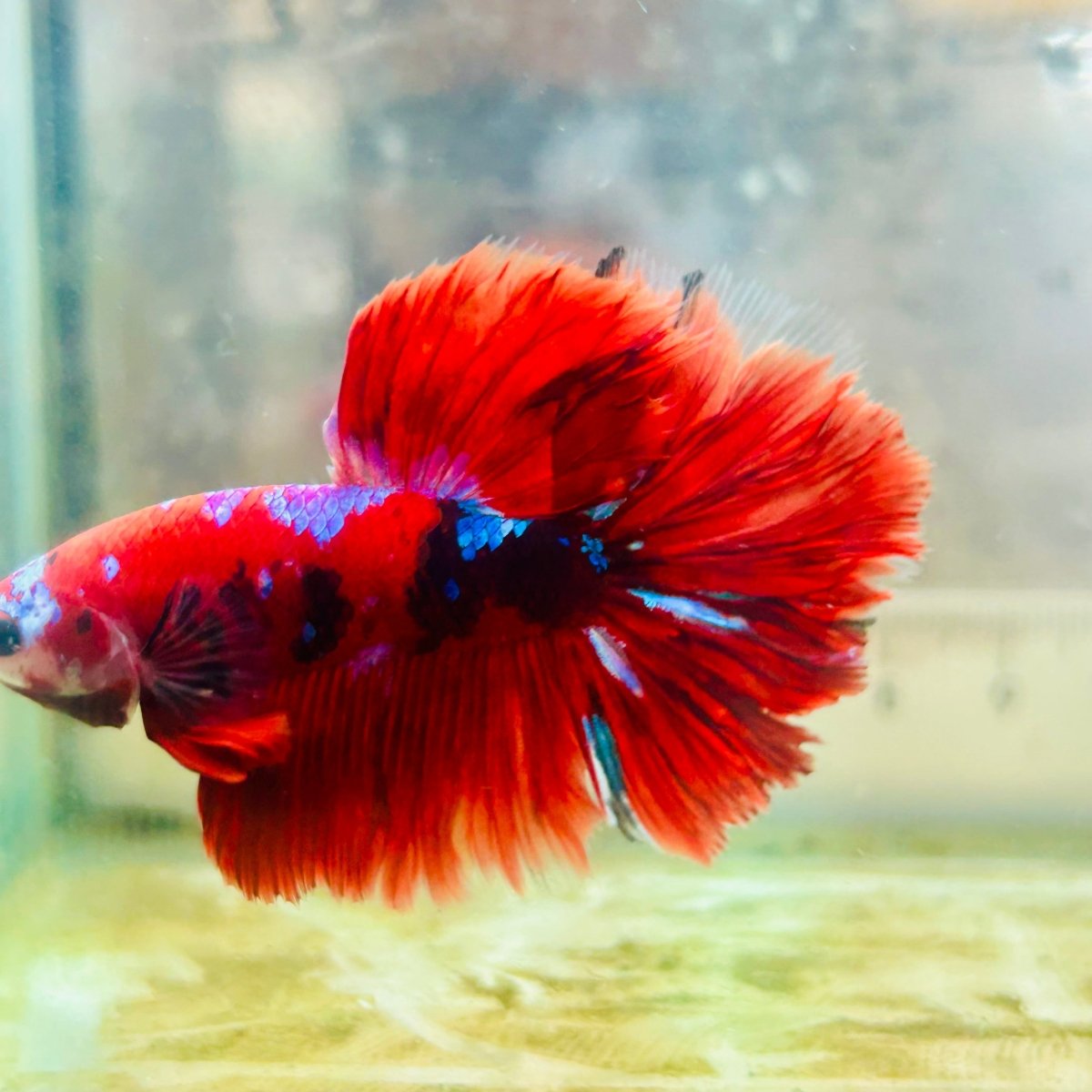 Halfmoon Red Koi Galaxy - Male Betta #Au100