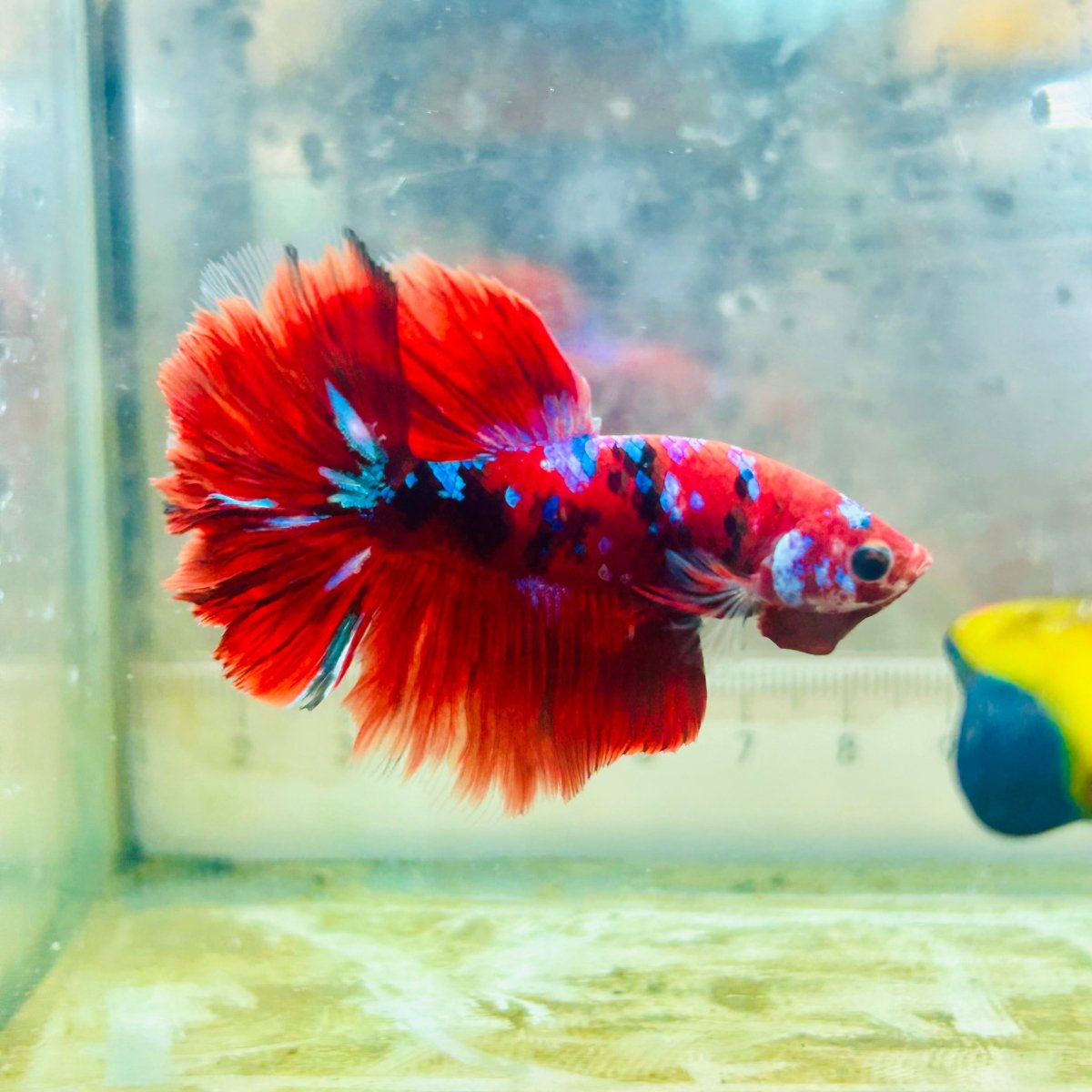 Halfmoon Red Koi Galaxy - Male Betta #Au100