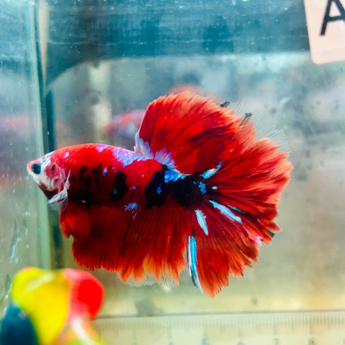 Halfmoon Red Koi Galaxy - Male Betta #Au100