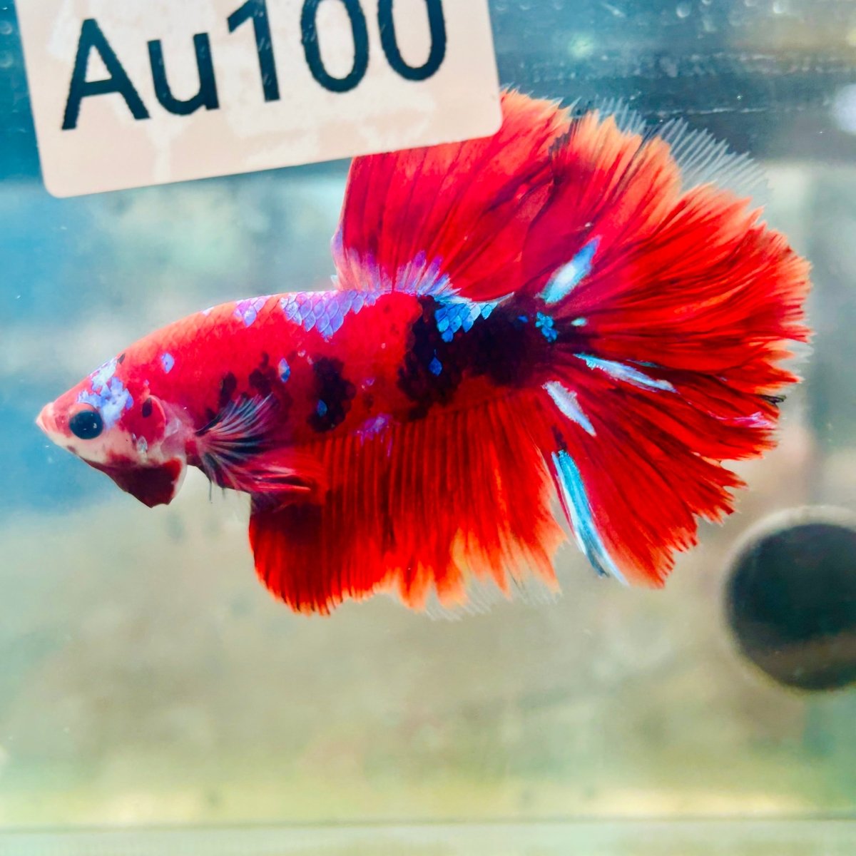 Halfmoon Red Koi Galaxy - Male Betta #Au100