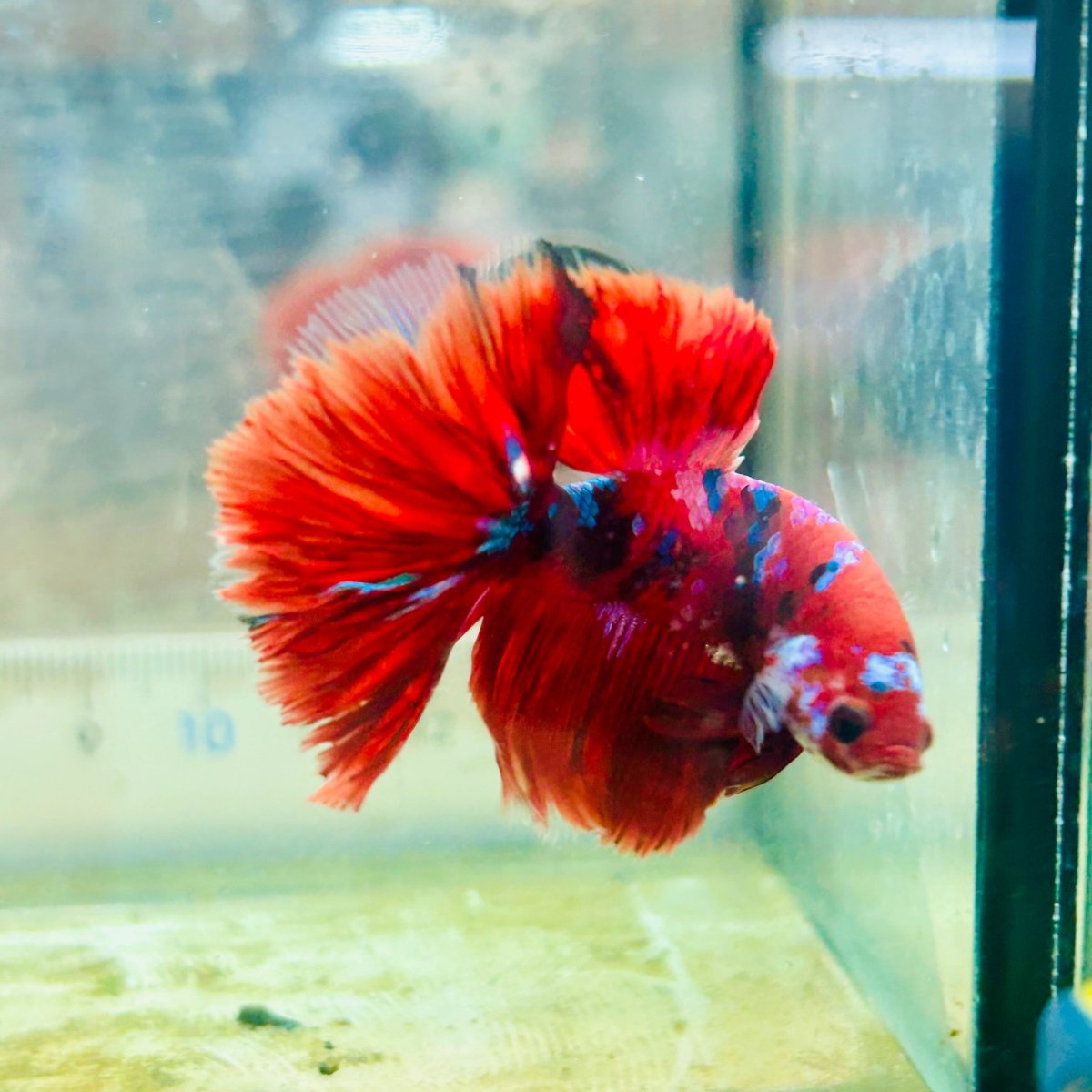 Halfmoon Red Koi Galaxy - Male Betta #Au100
