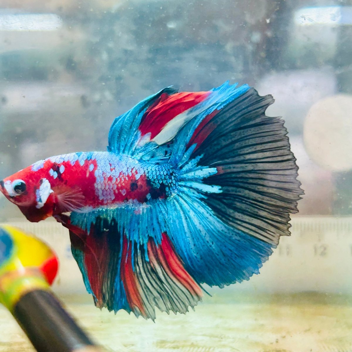 Halfmoon Red Koi Galaxy - Male Betta #Au61