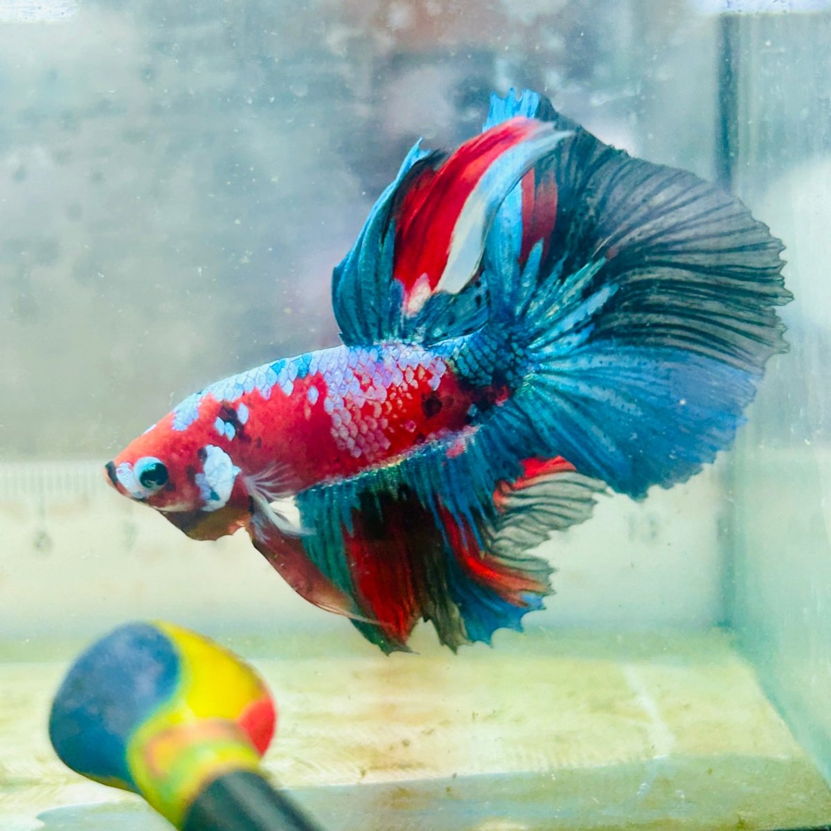 Halfmoon Red Koi Galaxy - Male Betta #Au61