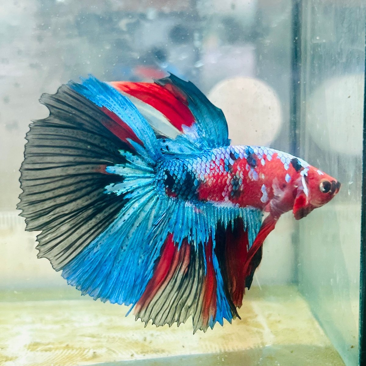 Halfmoon Red Koi Galaxy - Male Betta #Au61