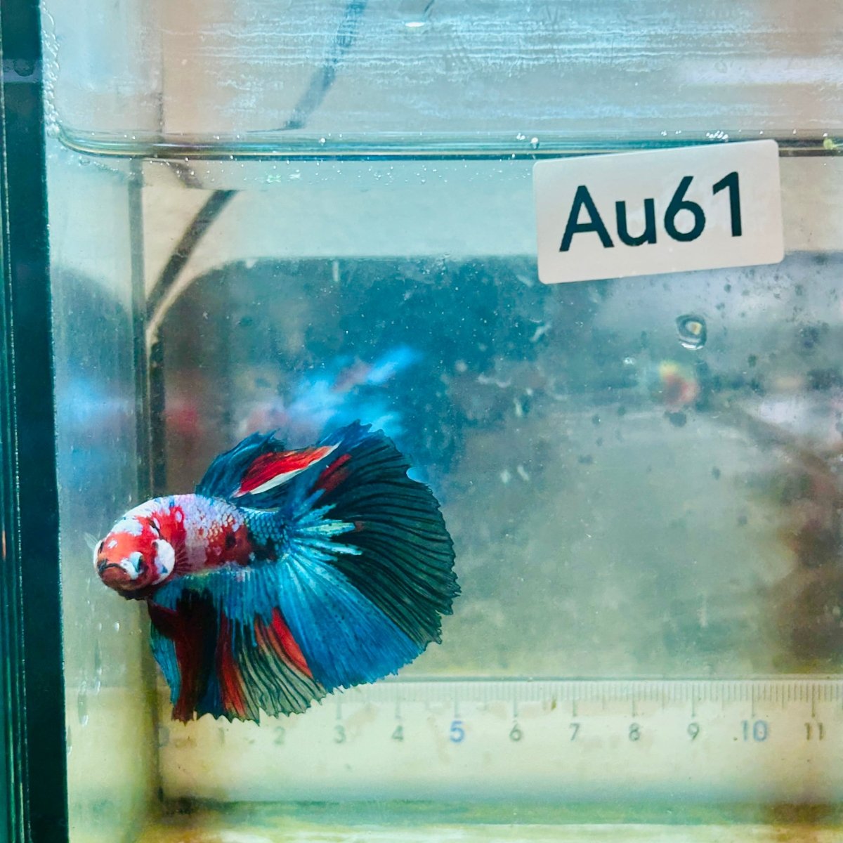 Halfmoon Red Koi Galaxy - Male Betta #Au61