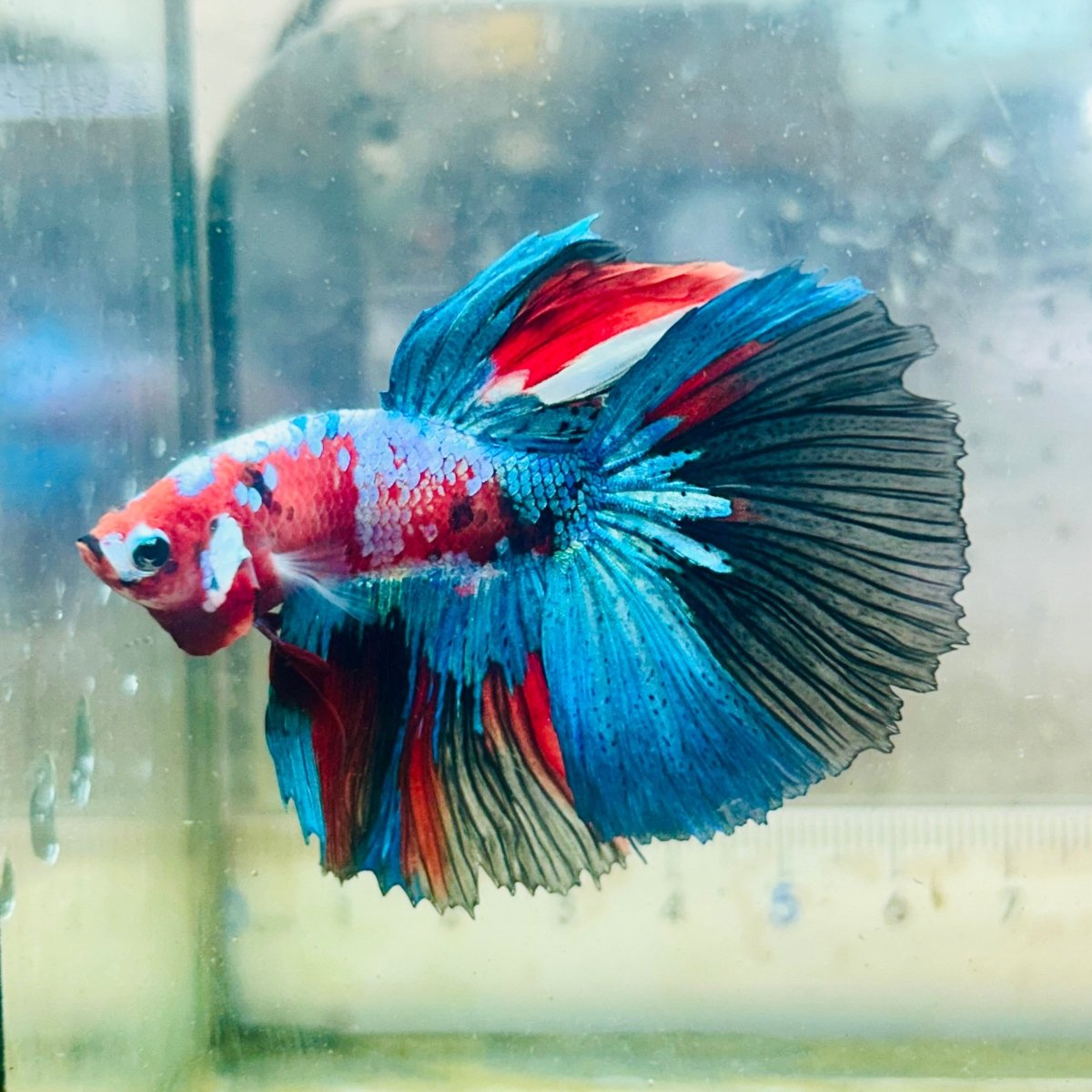 Halfmoon Red Koi Galaxy - Male Betta #Au61