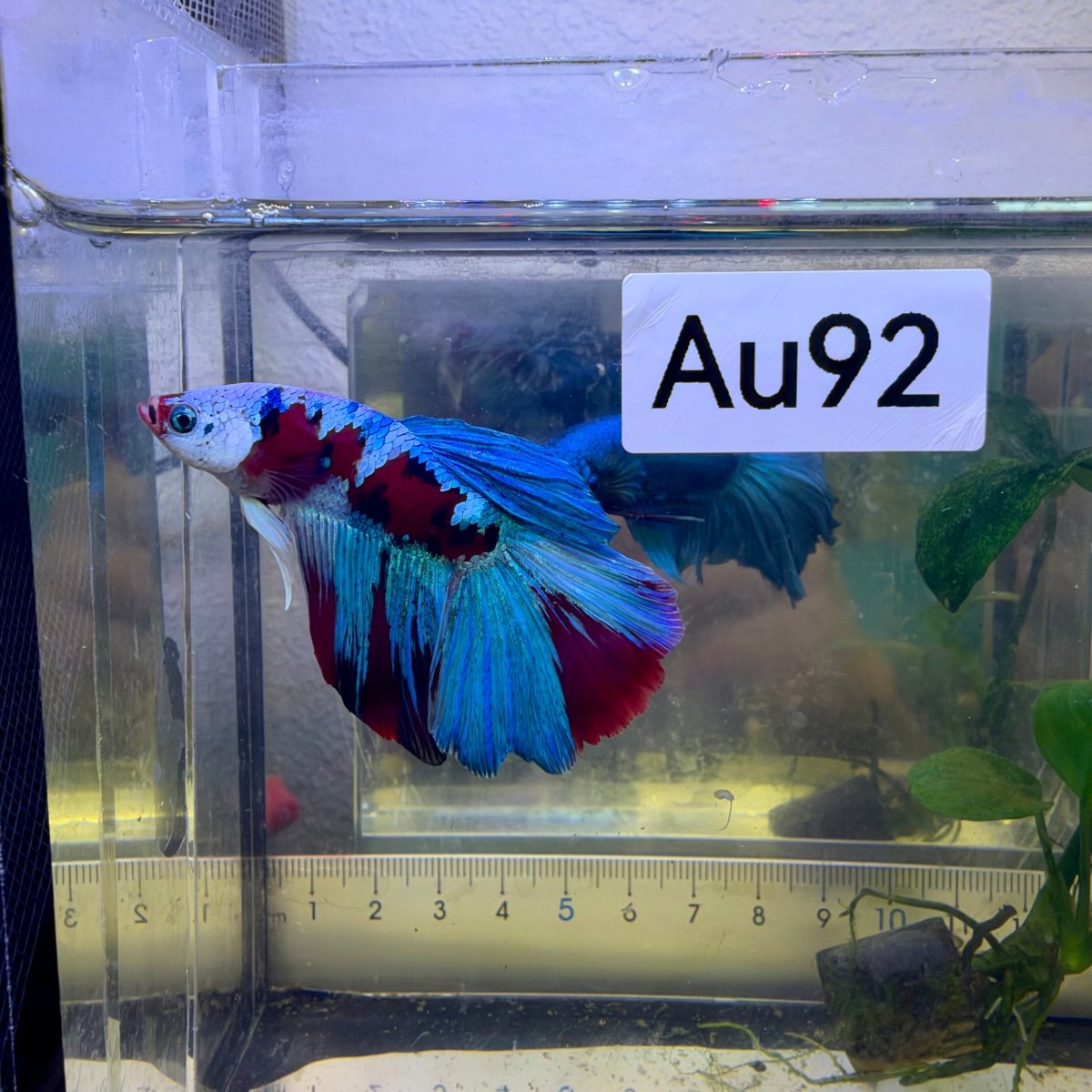 Betta macho Halfmoon Red Koi Galaxy #Au61
