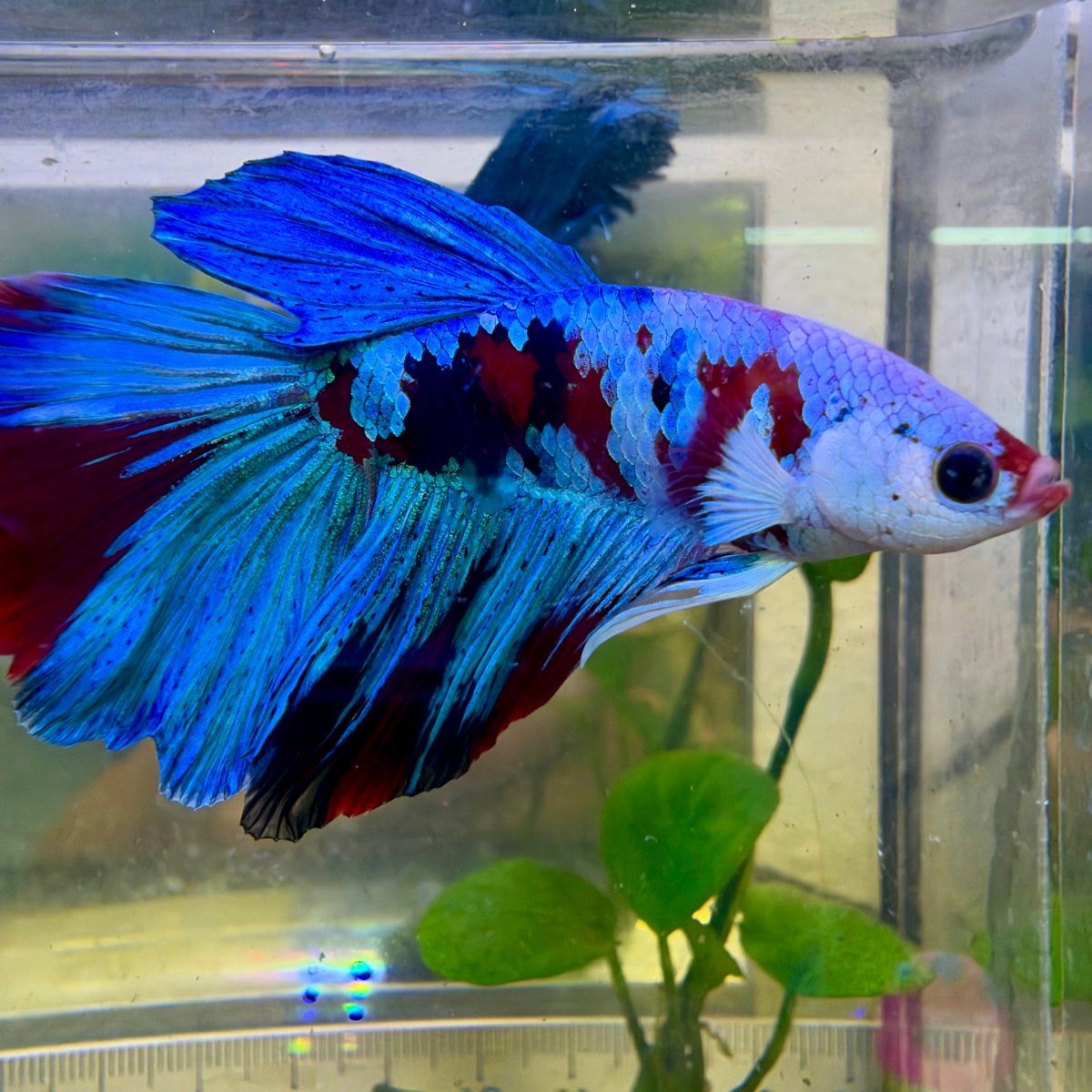 Betta macho Halfmoon Red Koi Galaxy #Au61