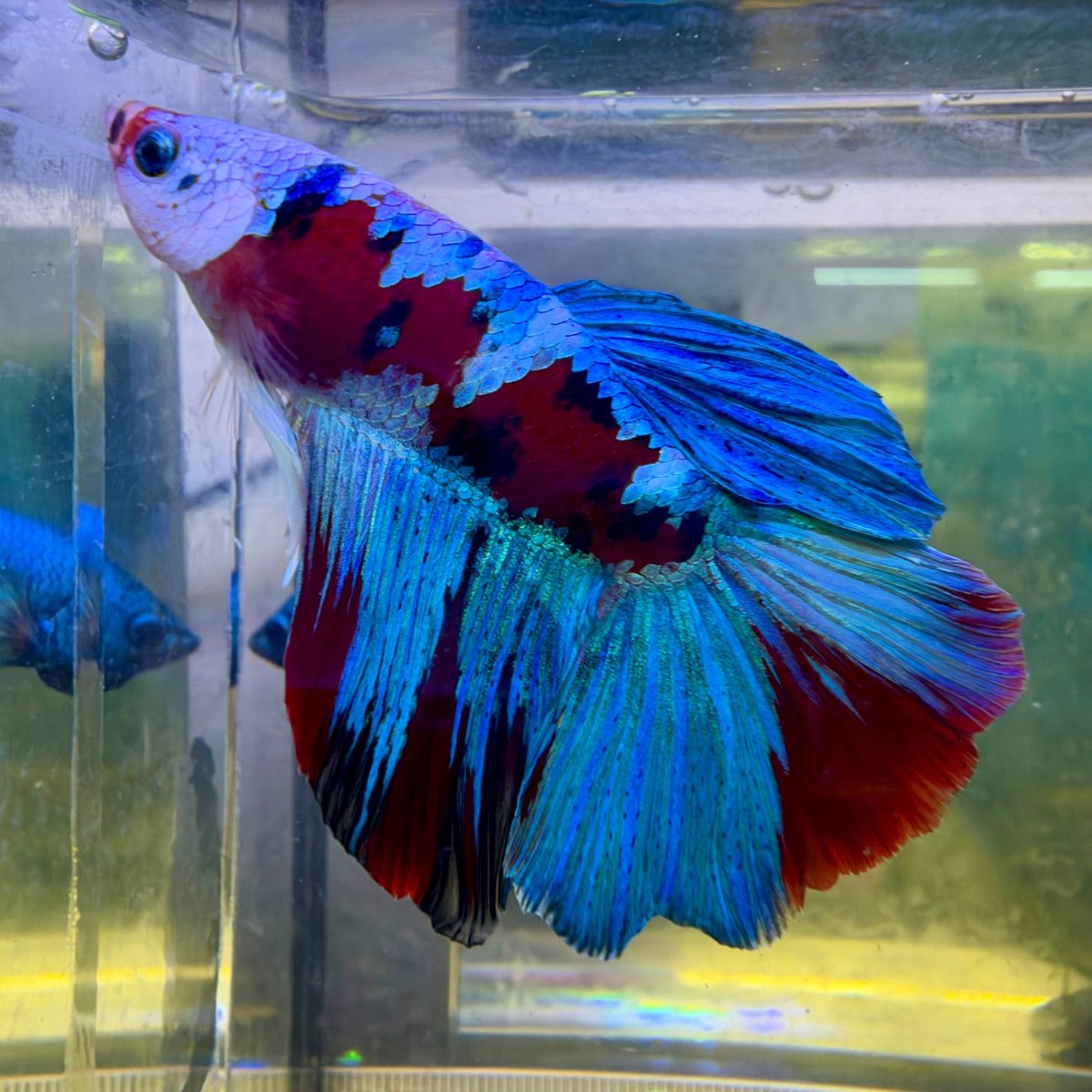 Betta macho Halfmoon Red Koi Galaxy #Au61
