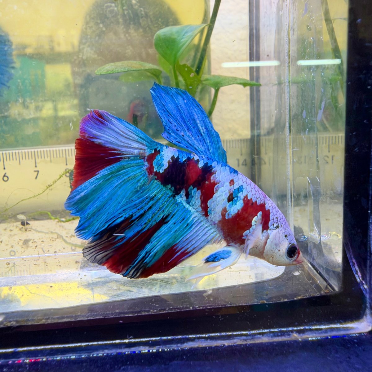 Betta macho Halfmoon Red Koi Galaxy #Au61