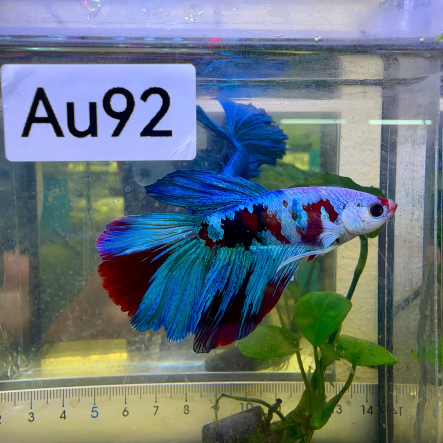 Halfmoon Red Koi Galaxy - Male Betta #Au92 Live Betta Fish Male betta