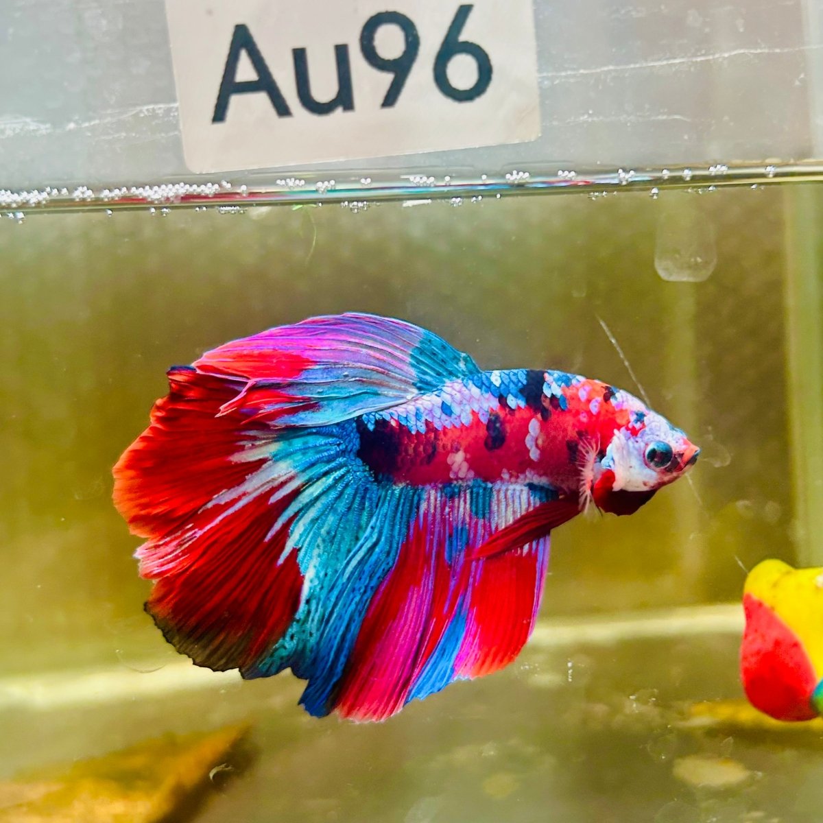 Halfmoon Red Koi Galaxy Male Betta #Au96