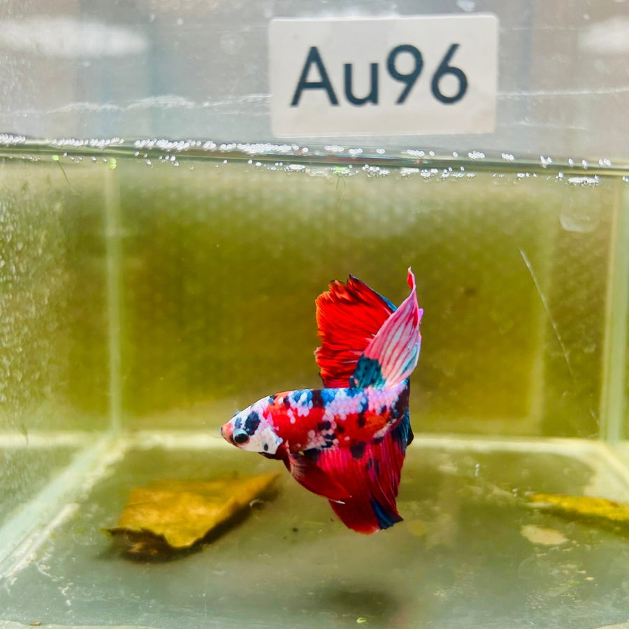 Halfmoon Red Koi Galaxy Male Betta Au96 Live Betta Fish Male betta