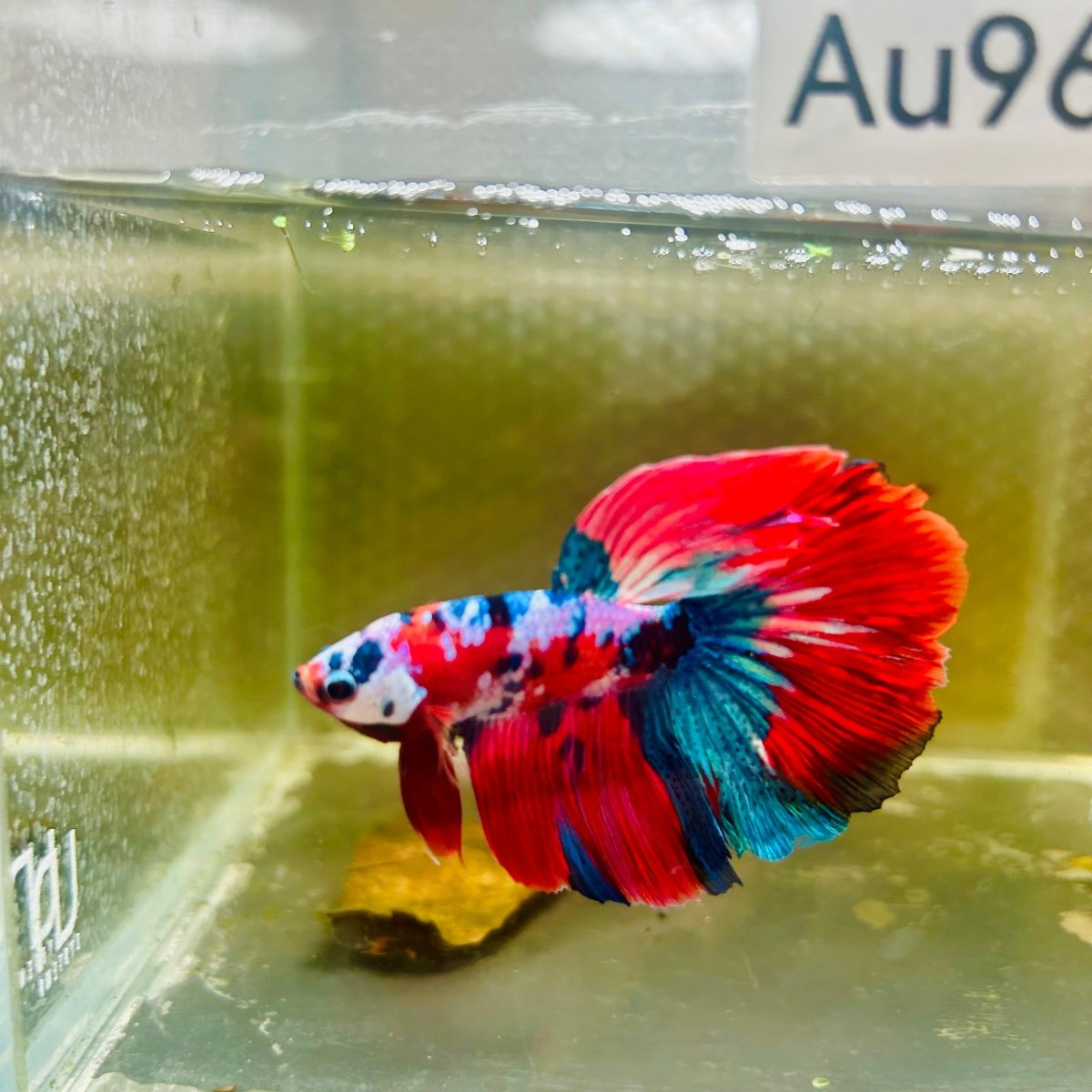 Halfmoon Red Koi Galaxy Male Betta #Au96