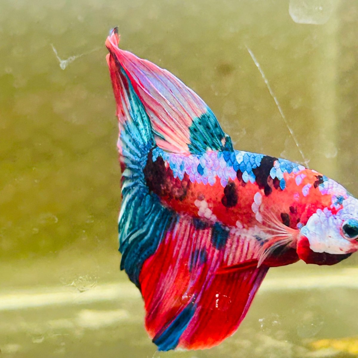 Halfmoon Red Koi Galaxy Male Betta #Au96