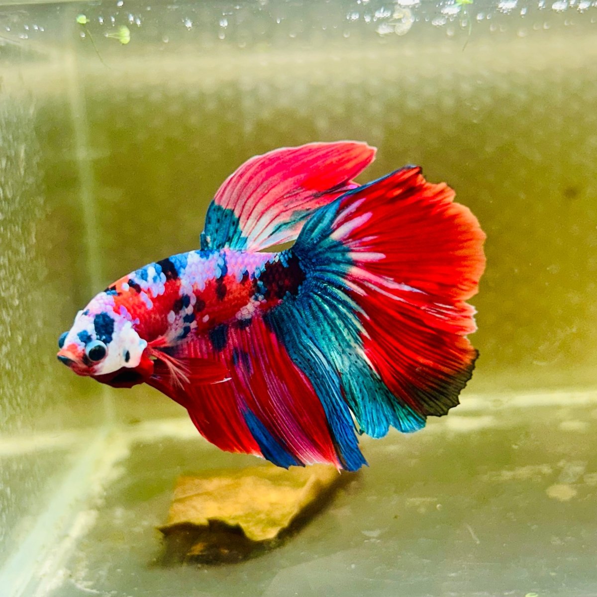 Halfmoon Red Koi Galaxy Male Betta #Au96
