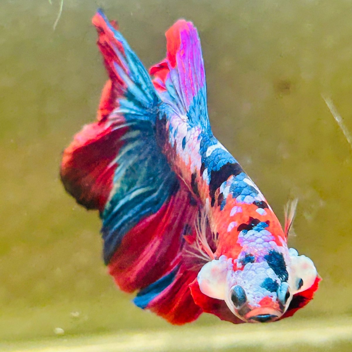Halfmoon Red Koi Galaxy Male Betta #Au96