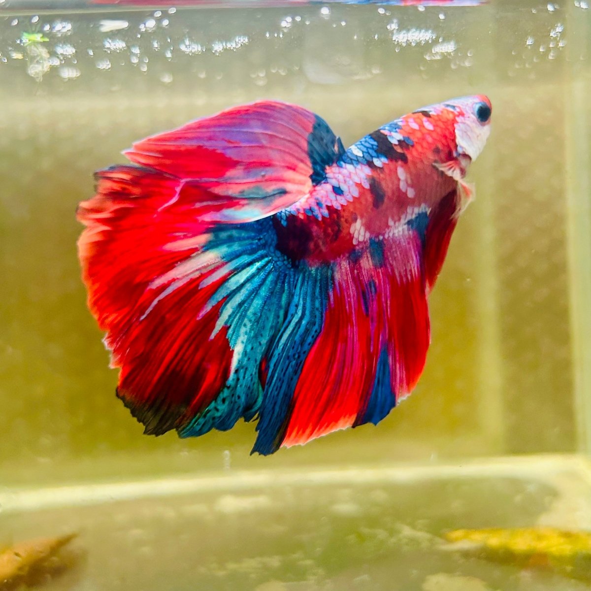 Halfmoon Red Koi Galaxy Male Betta #Au96