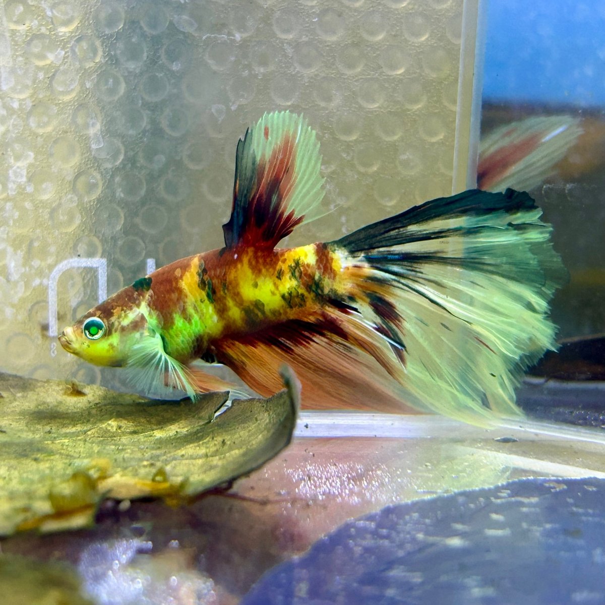 Halfmoon Red Koi Galaxy - Male Betta Ju21 Live Betta Fish Male betta