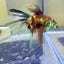 Halfmoon Red Koi Galaxy - Male Betta Ju21 Live Betta Fish Male betta