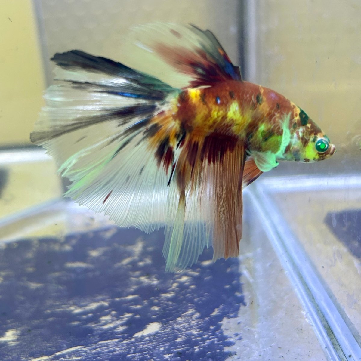 Halfmoon Red Koi Galaxy - Male Betta #Ju21