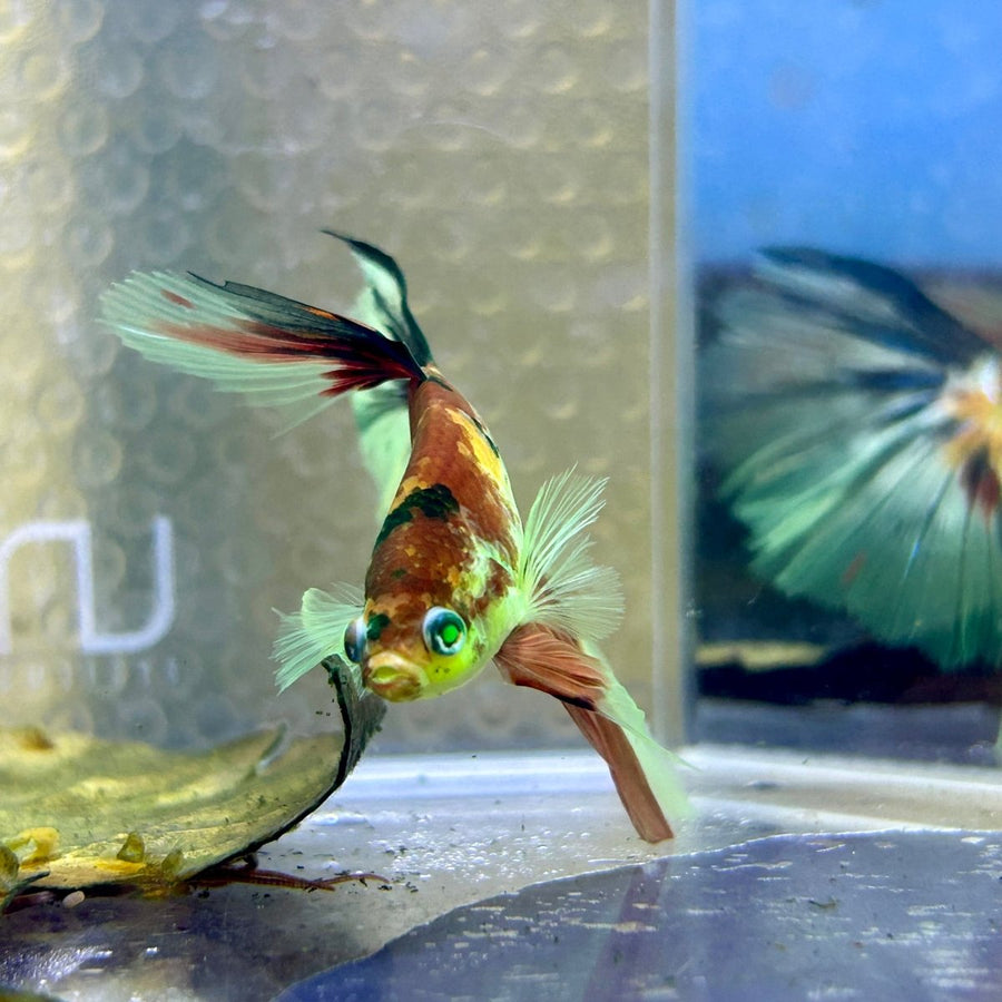 Halfmoon Red Koi Galaxy - Male Betta Ju21 Live Betta Fish Male betta