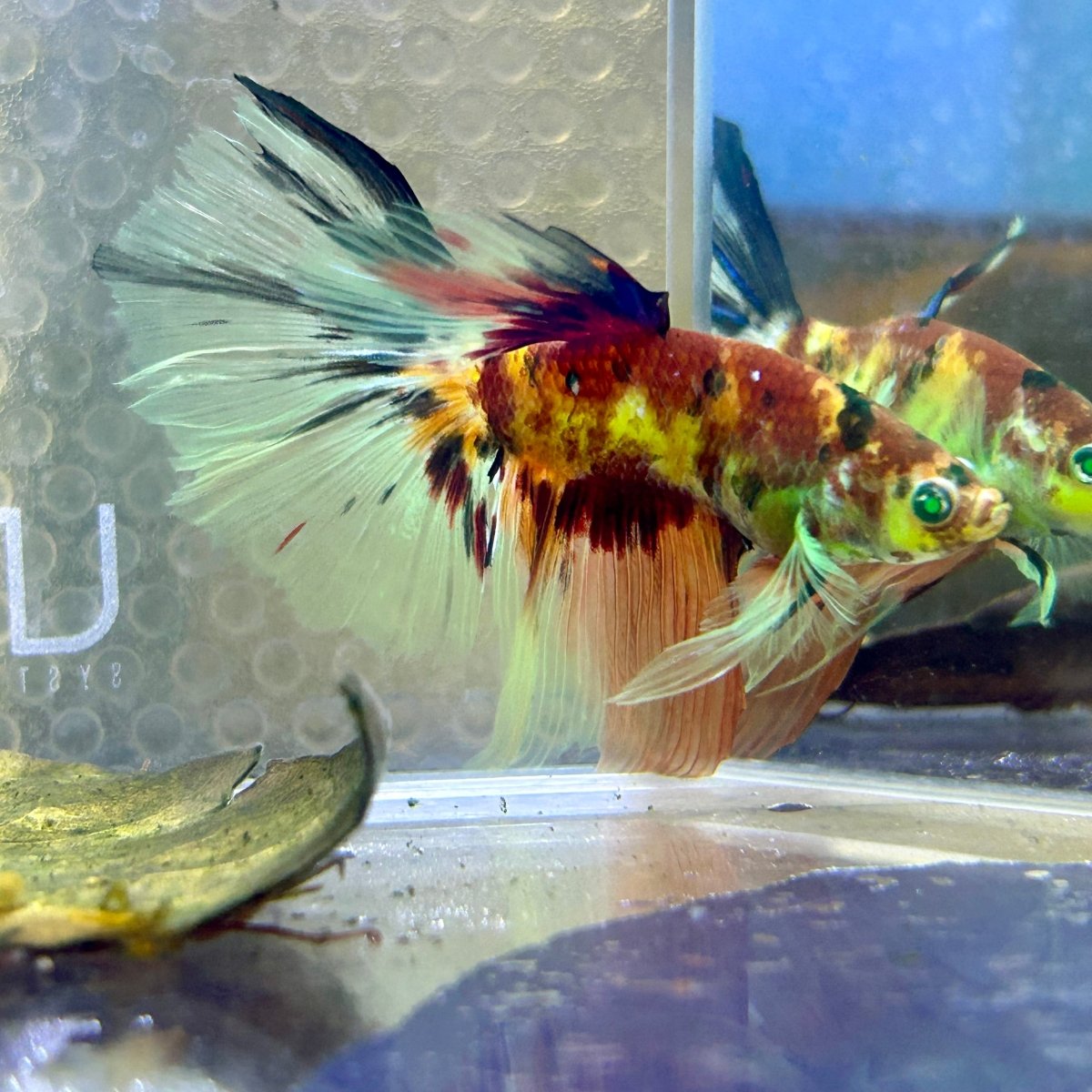 Halfmoon Red Koi Galaxy - Male Betta #Ju21