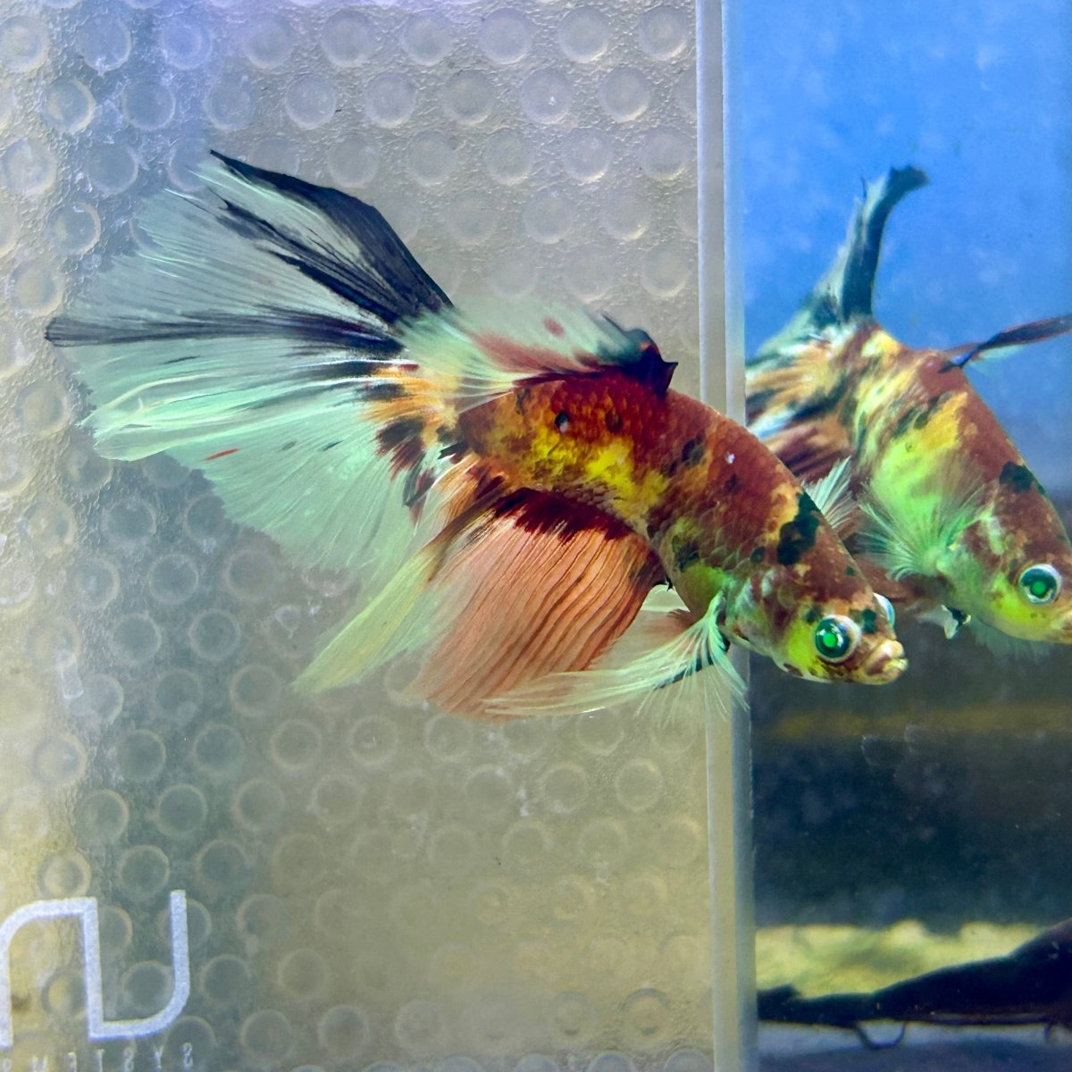 Halfmoon Red Koi Galaxy - Male Betta Ju21 Live Betta Fish Male betta