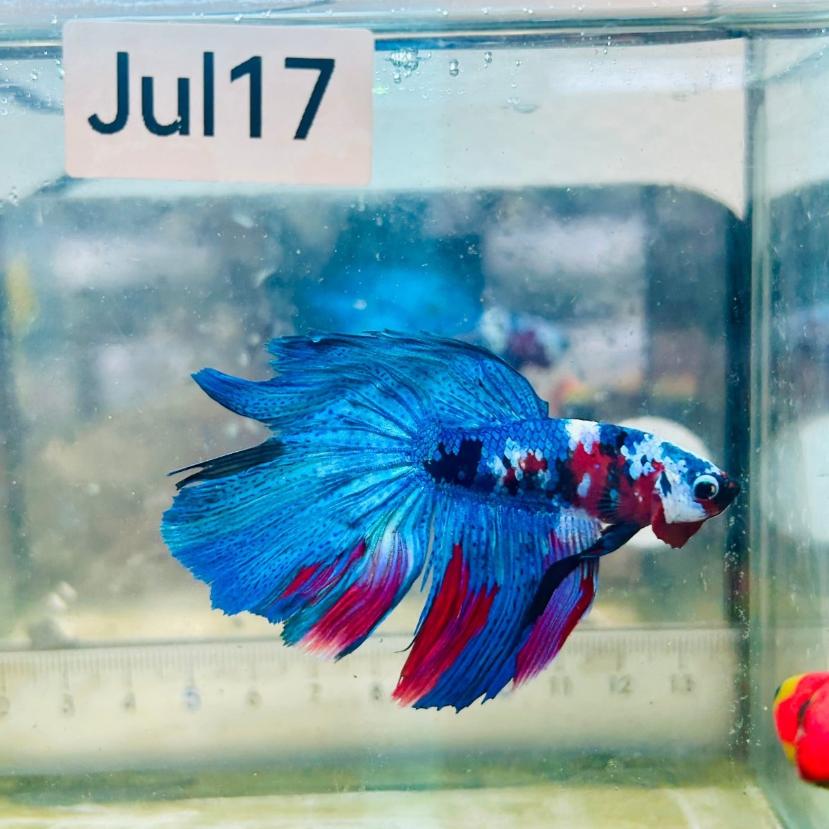 Halfmoon Red Koi Galaxy - Male Betta #Jul17