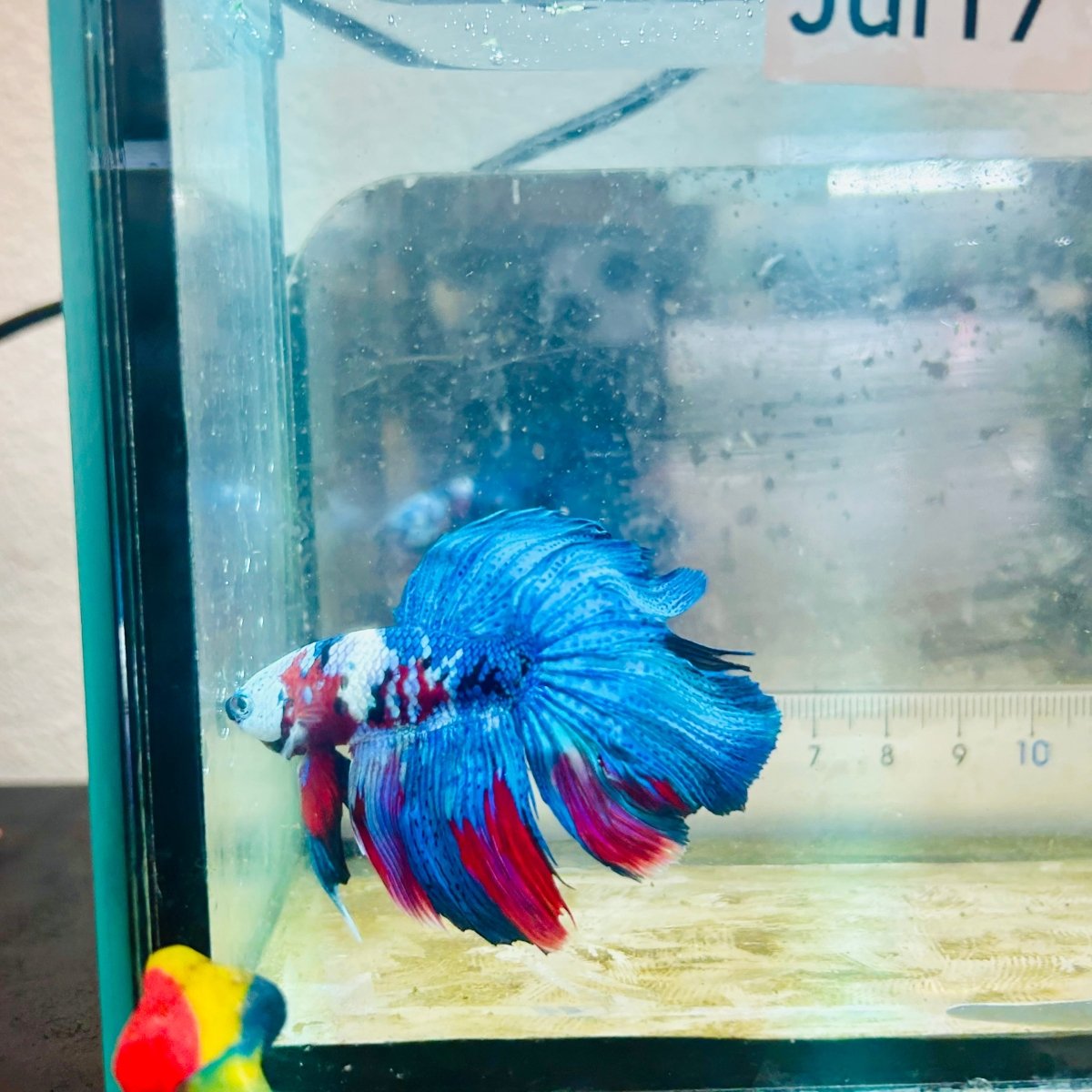 Halfmoon Red Koi Galaxy - Male Betta #Jul17