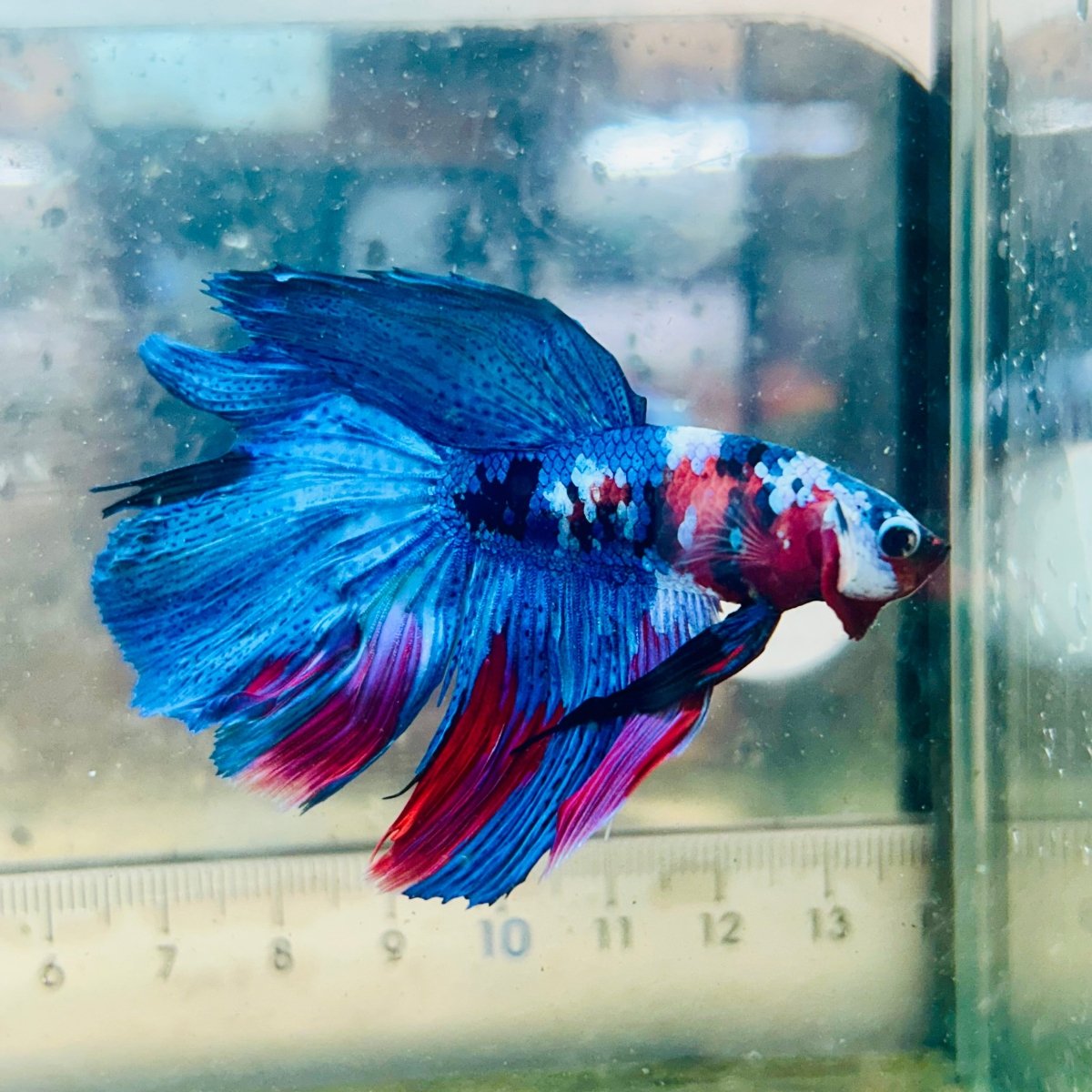 Halfmoon Red Koi Galaxy - Male Betta #Jul17