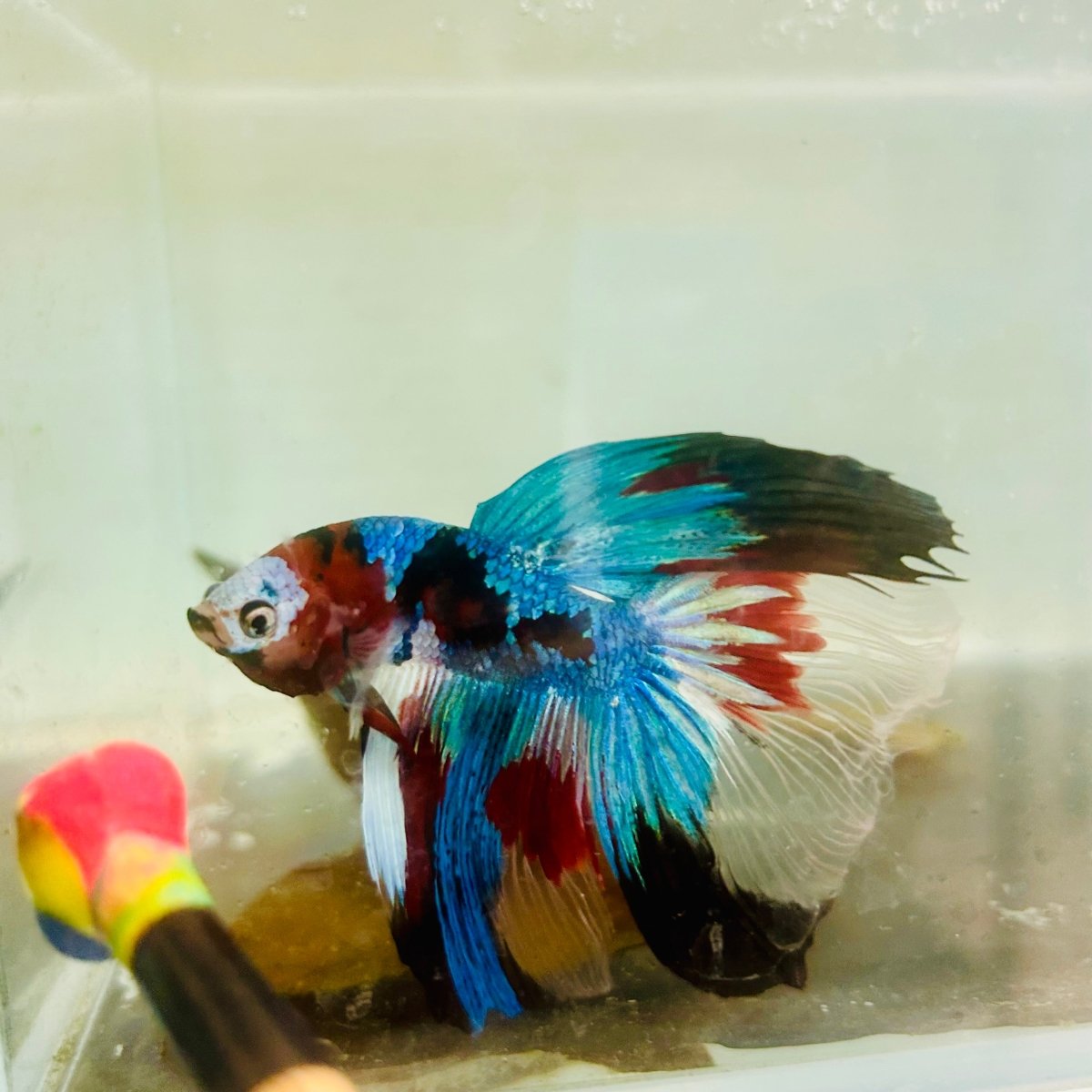 Halfmoon Red Koi Galaxy - Male Betta Jul33 Live Betta Fish Male betta