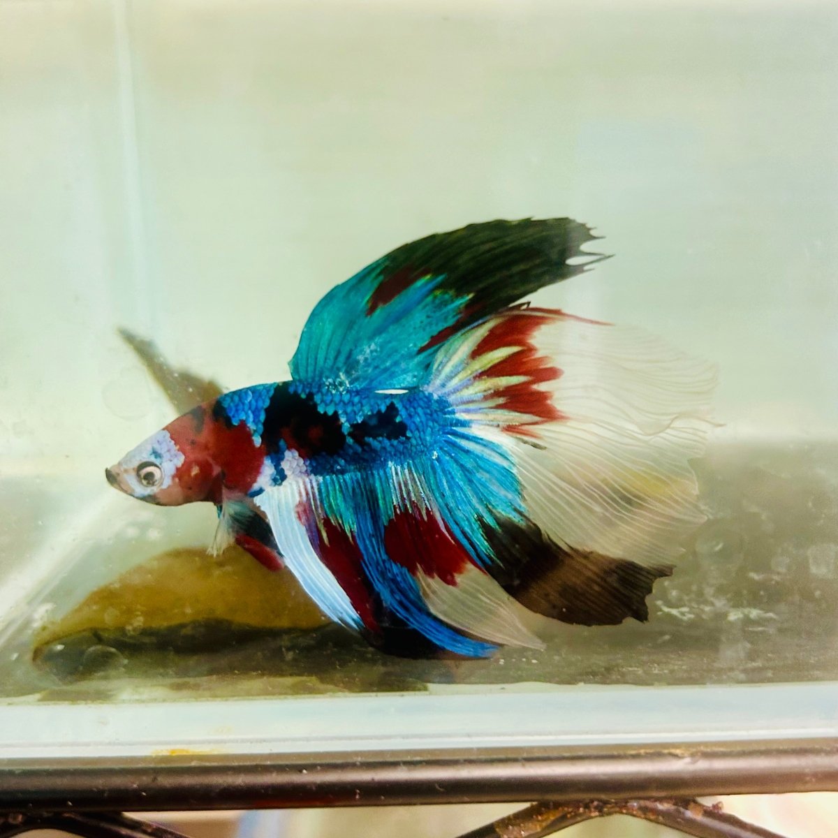 Halfmoon Red Koi Galaxy - Male Betta Jul33 Live Betta Fish Male betta
