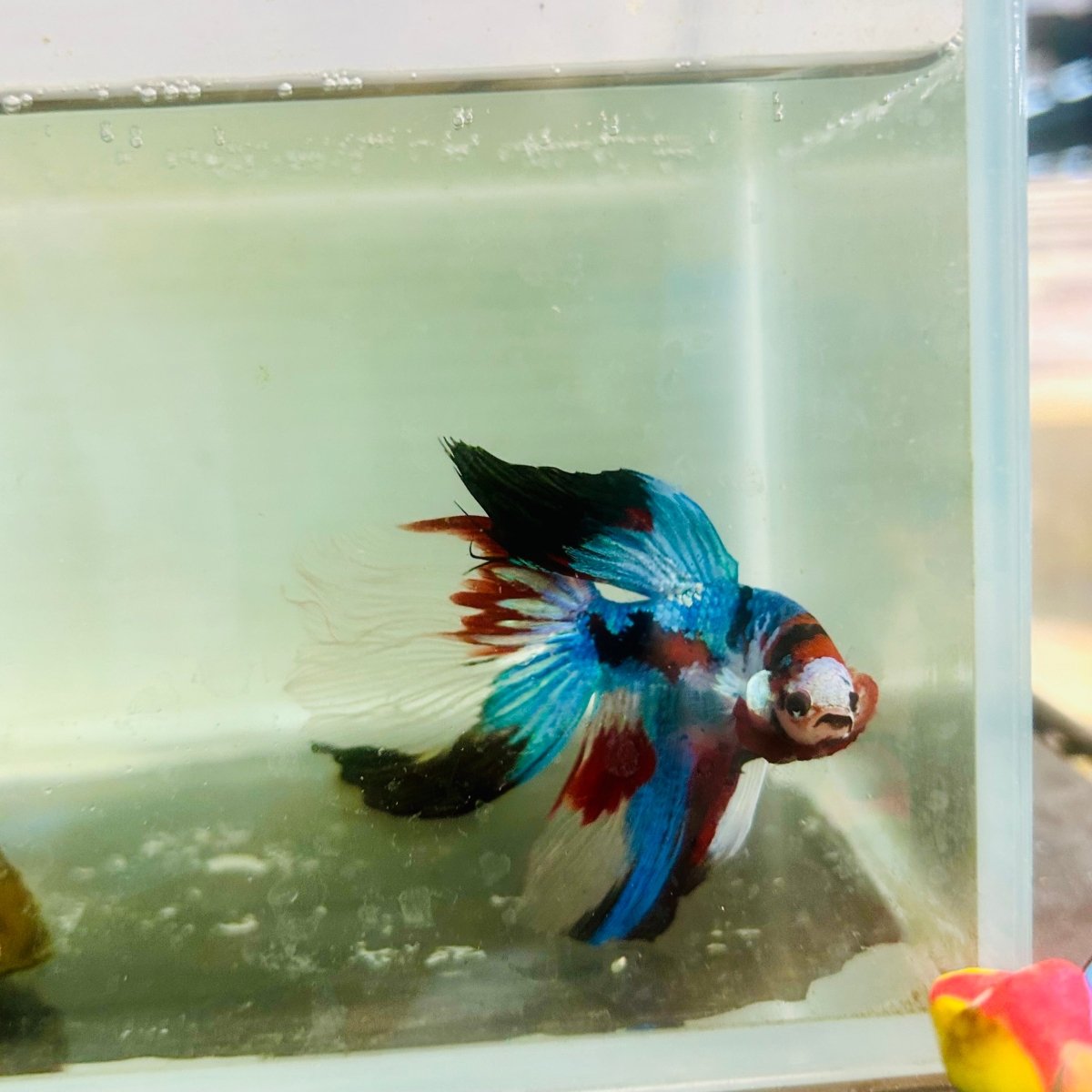 Halfmoon Red Koi Galaxy - Male Betta #Jul33